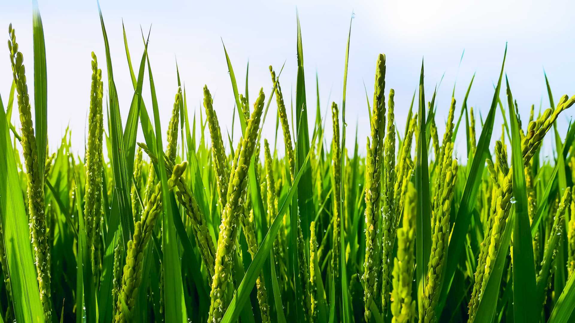 yara farmcare field background